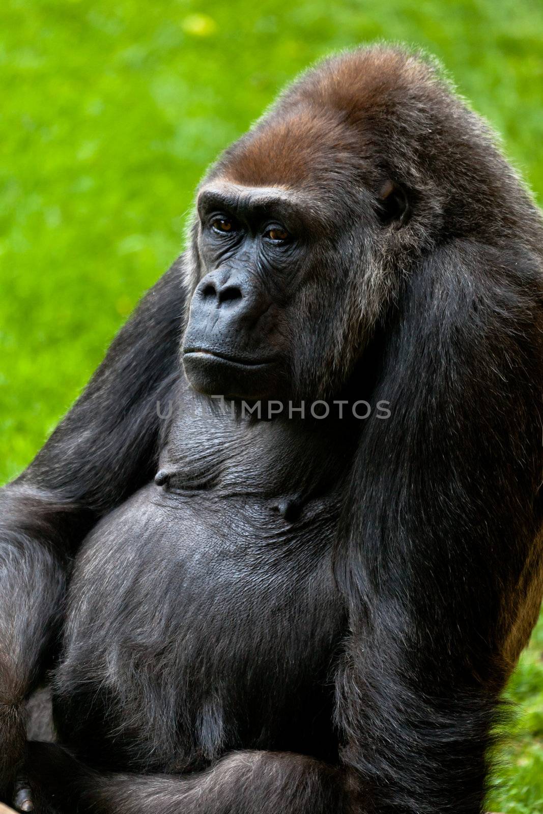 Beautiful specimen of gorilla seated placidly