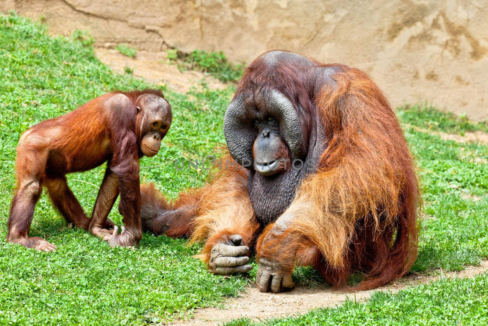 Two beautiful specimen of Orangutan of Borneo, Pongo Pygmaeus