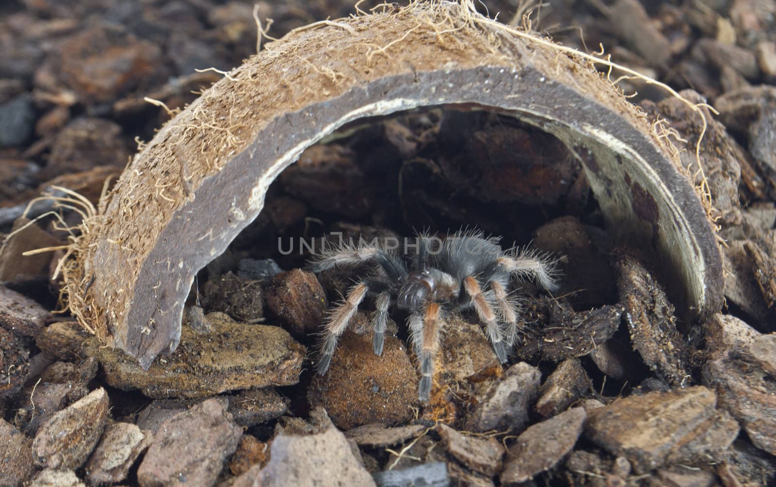 Tarantula spider in a coconut shelter
