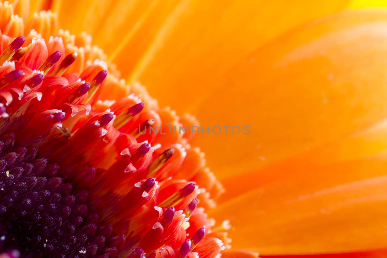 Macro orange daisy