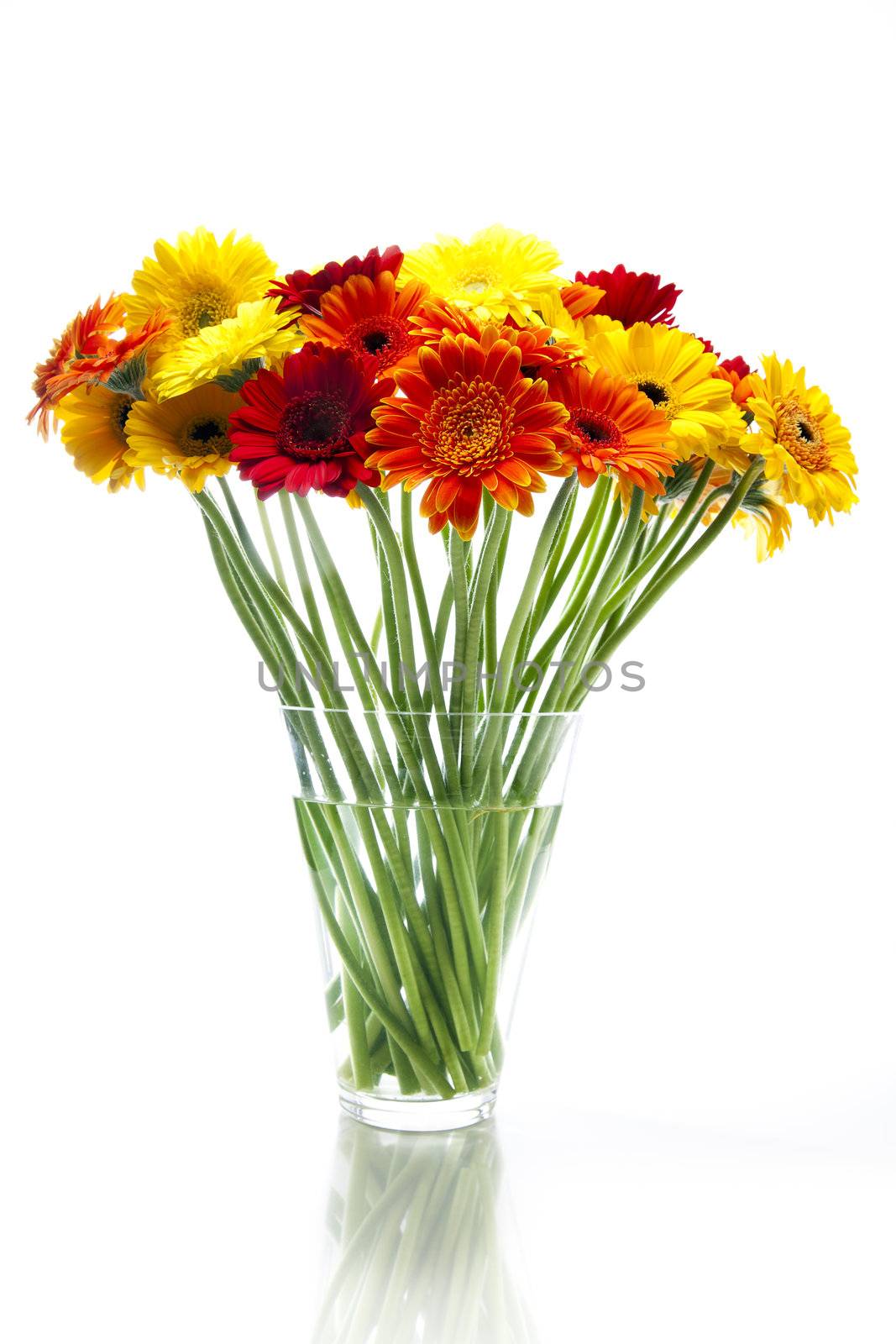 Vibrant daisies in glass vase on white background