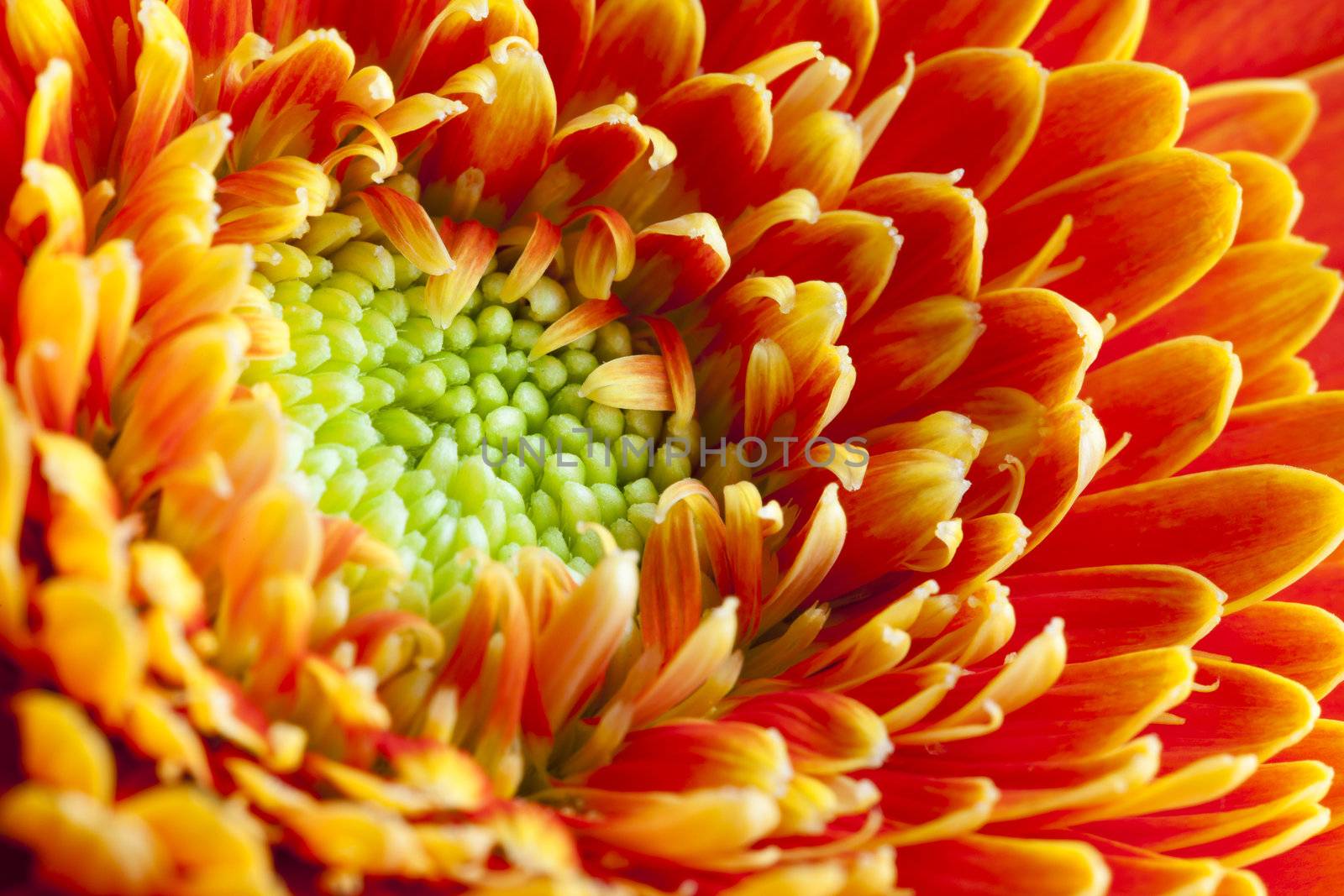 Close up of orange flower petals and green stigma.