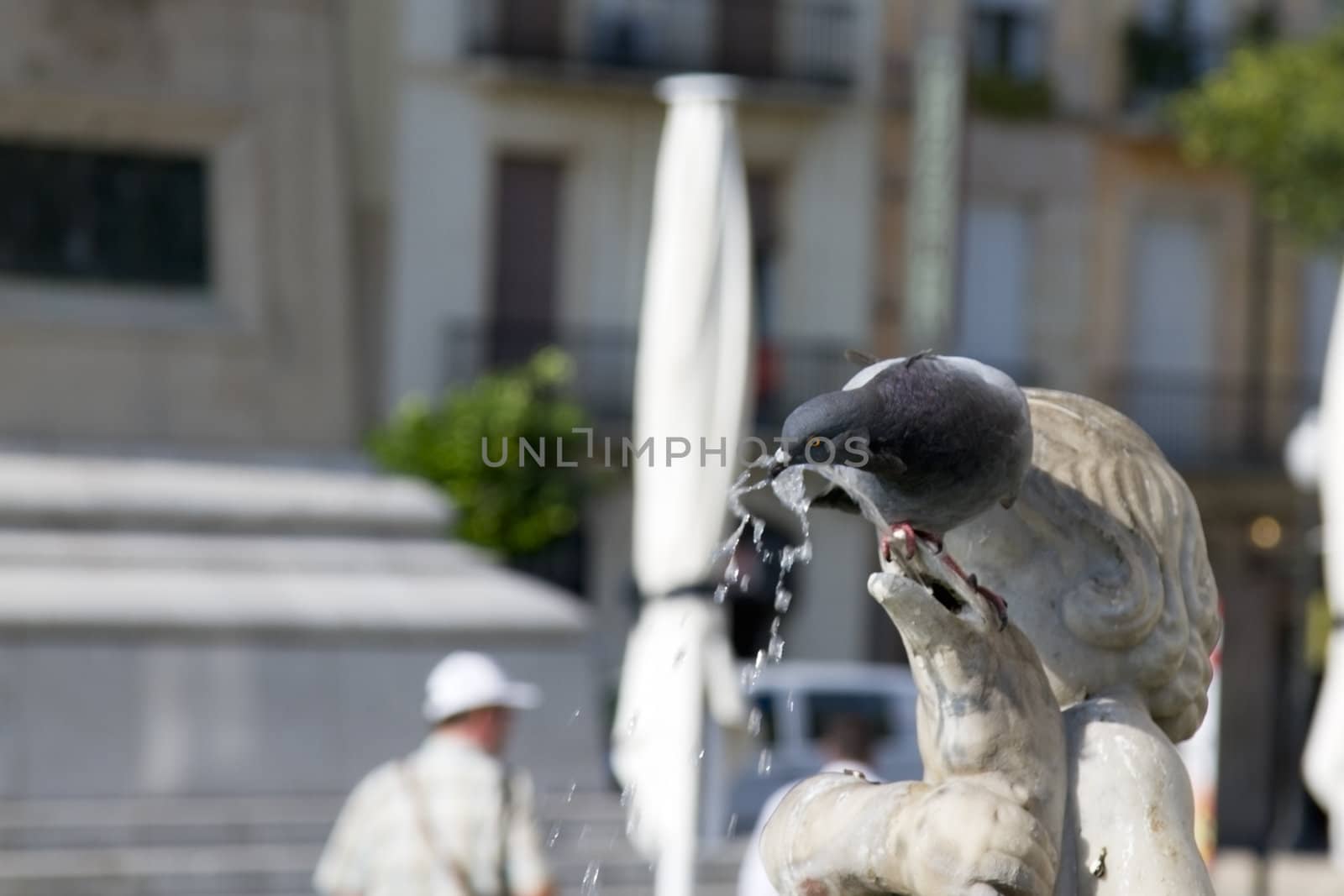 Thirsty pigeon drinking from a fountain.