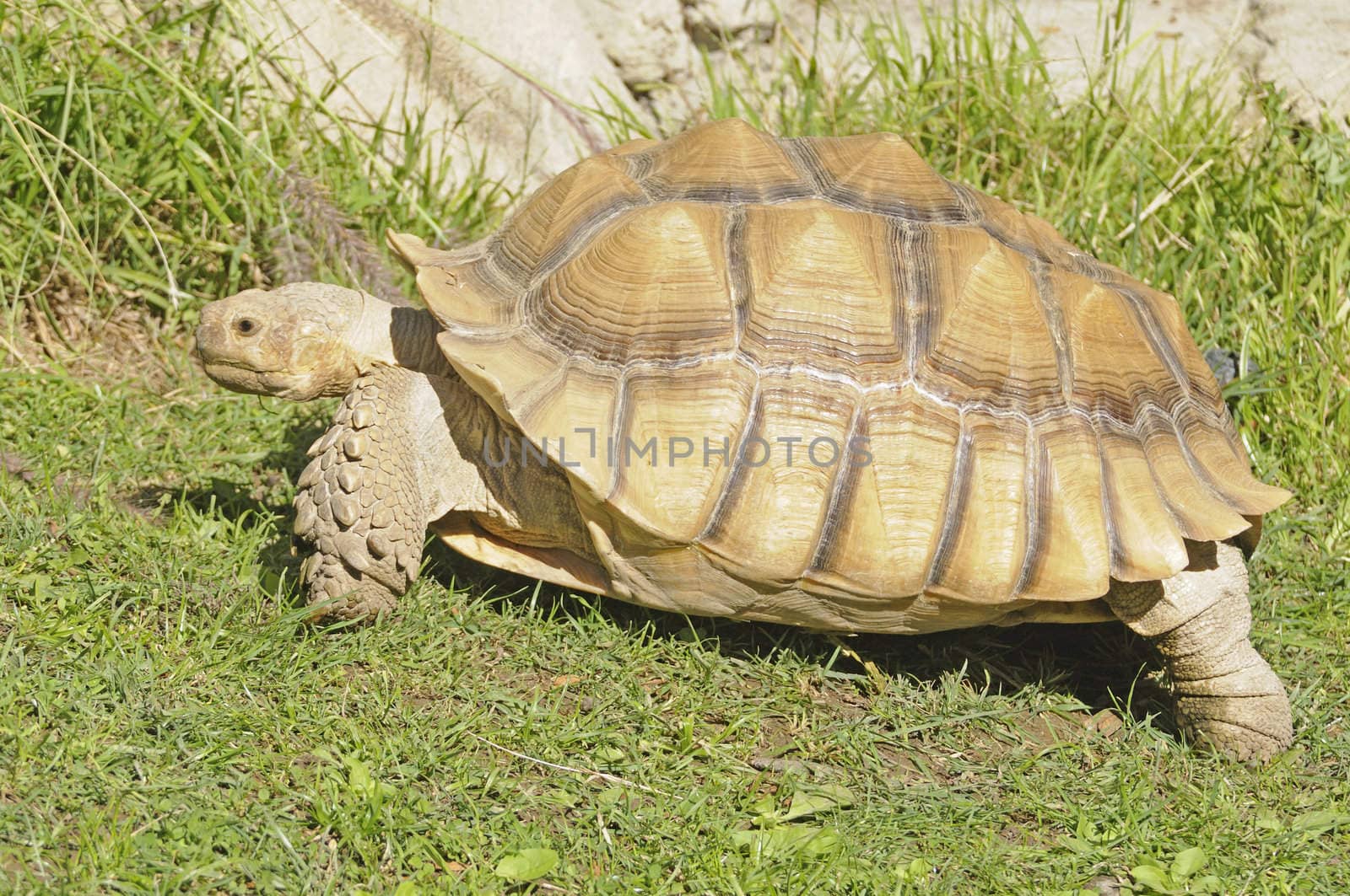African spiney tortoise