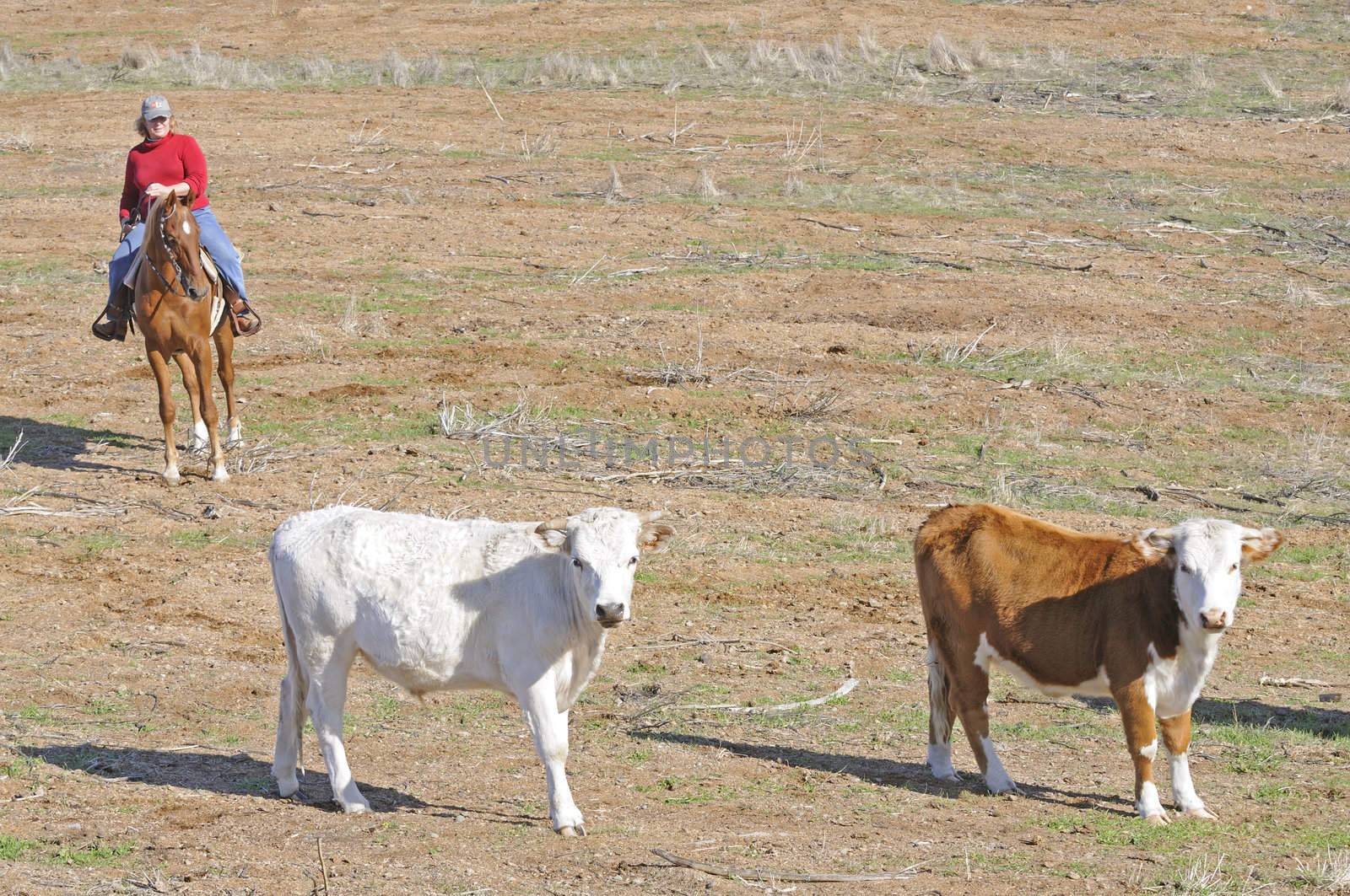 Woman riding Saddlebred horse rounding up cattle