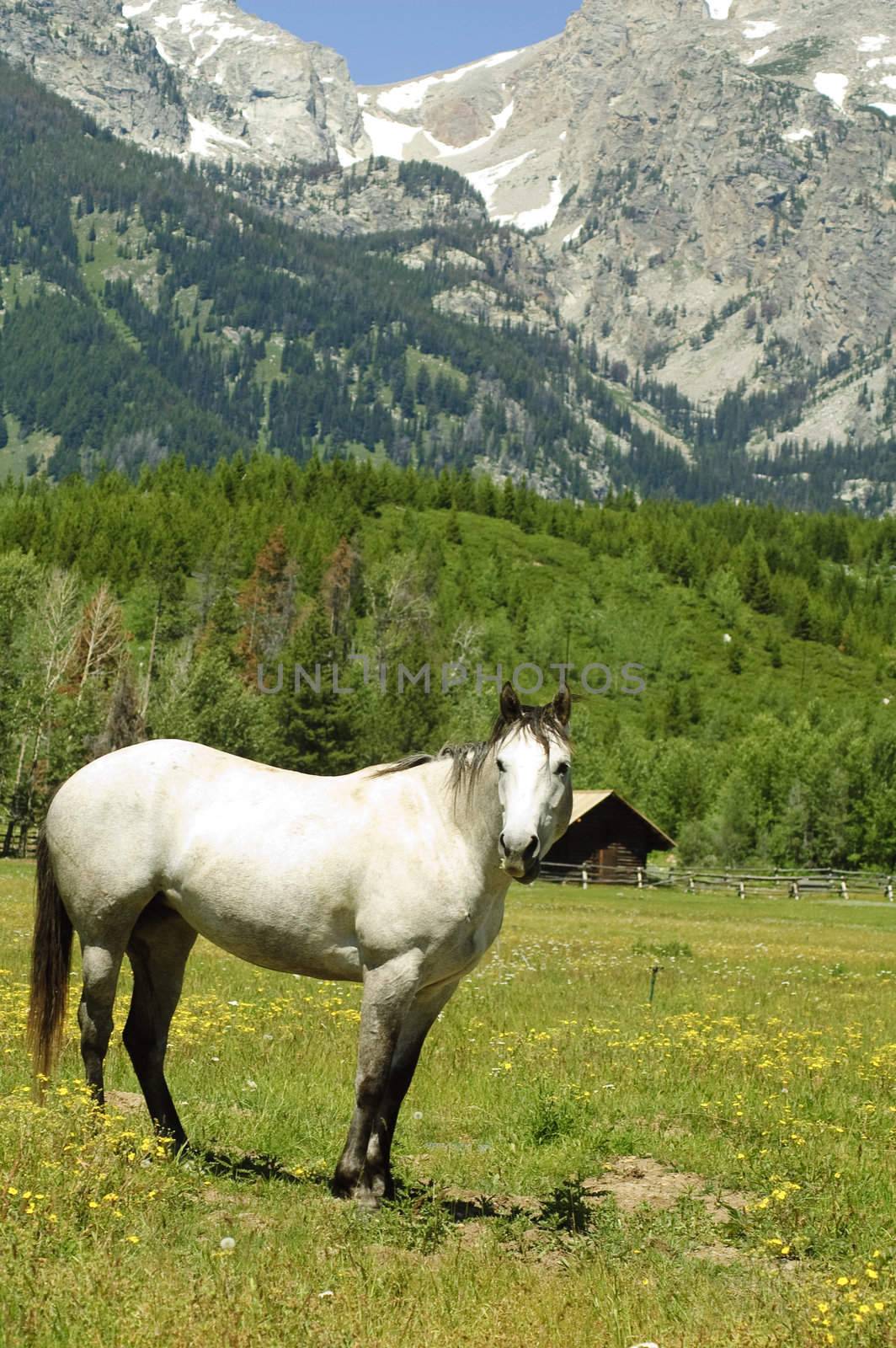 White mare in paddock at base of the Teton mountains in Wyoming