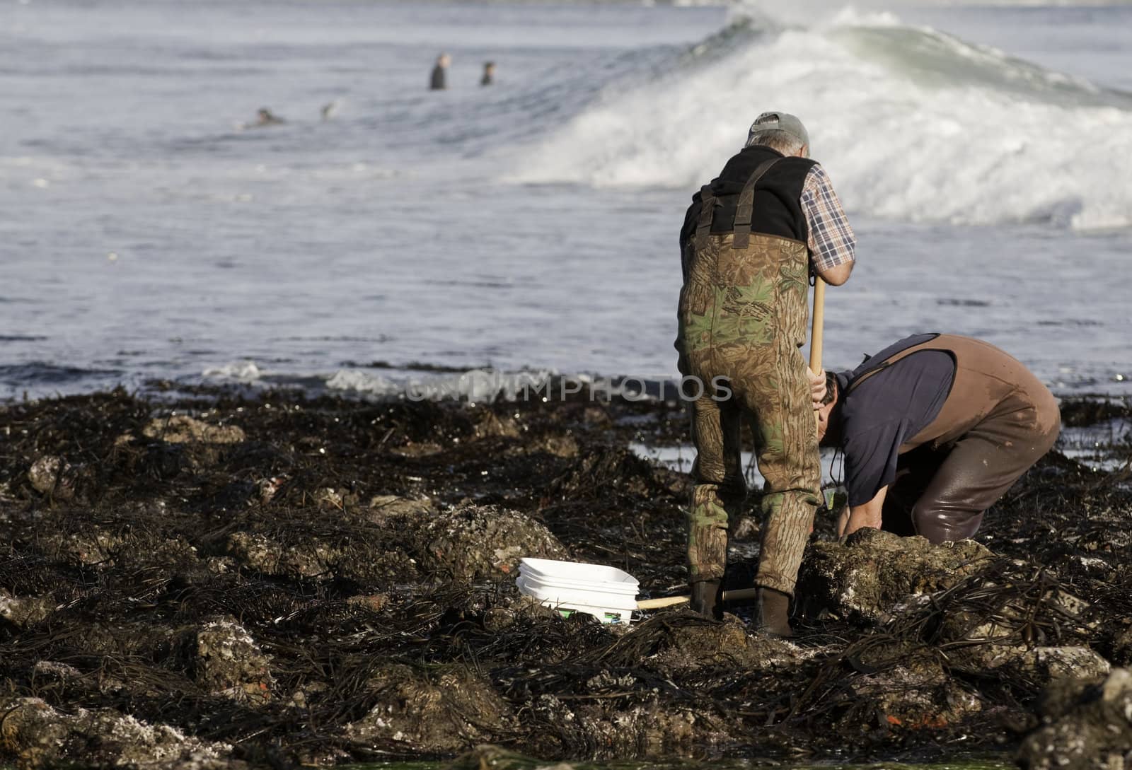 Clam diggers against a backdrop of a large wave rolling in on the Pacific ocean near Capitola