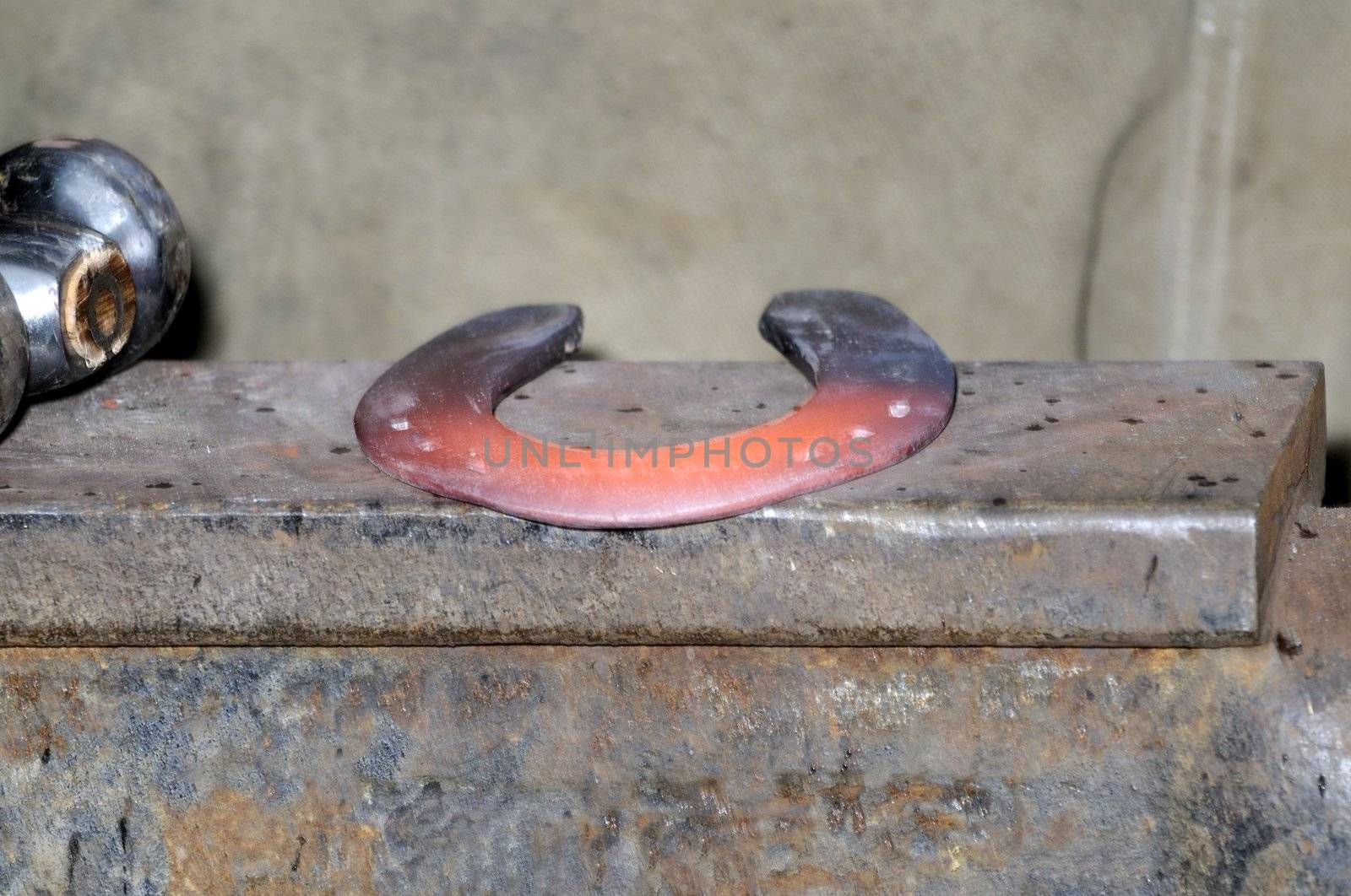 Farrier cleaning hot horse shoe ready for mounting on horses hoof