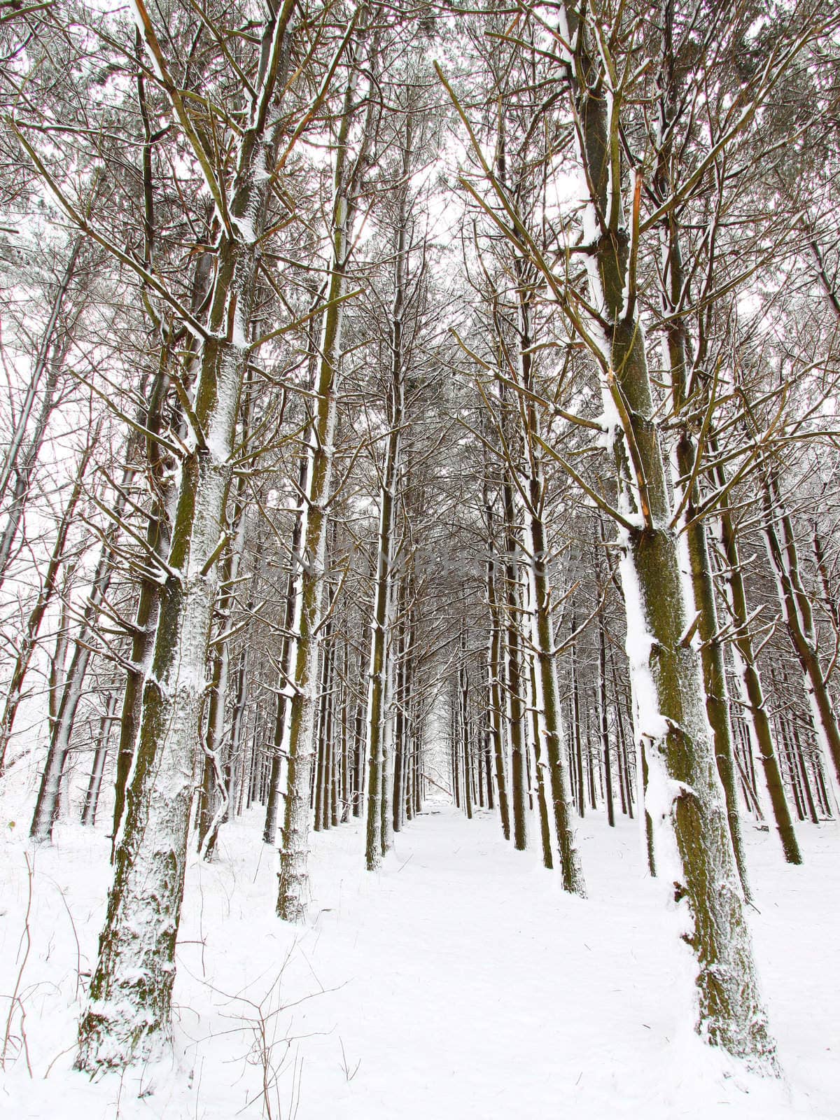 Snow covers a pine forest at Rock Cut State Park of northern Illinois.