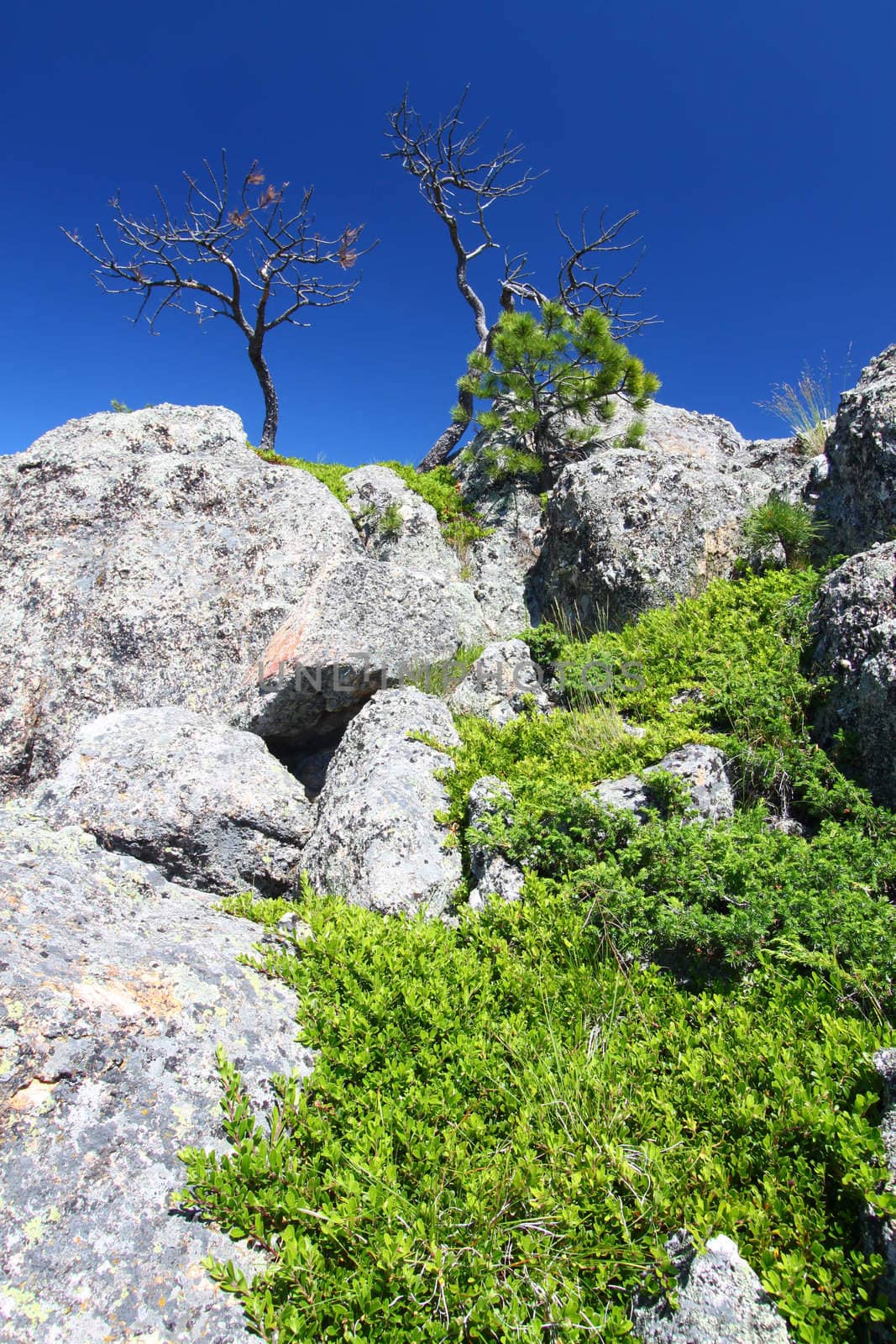 Large boulders dominate the landscape of the Black Hills National Forest in South Dakota.