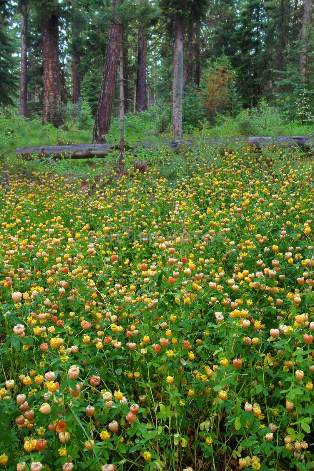 Yellow wildflowers bloom on the forest floor of Glacier National Park in Montana.