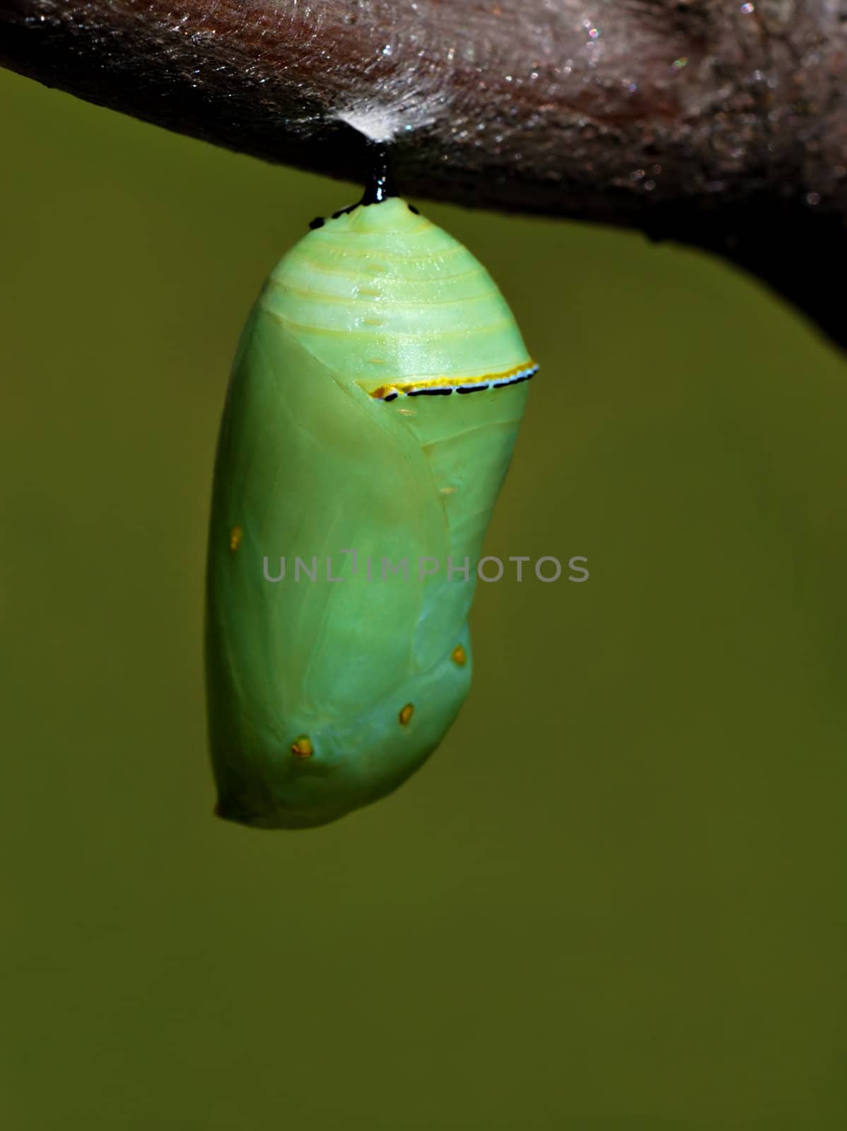 The beautiful jade green monarch butterfly chrysalis hanging from a tree branch.