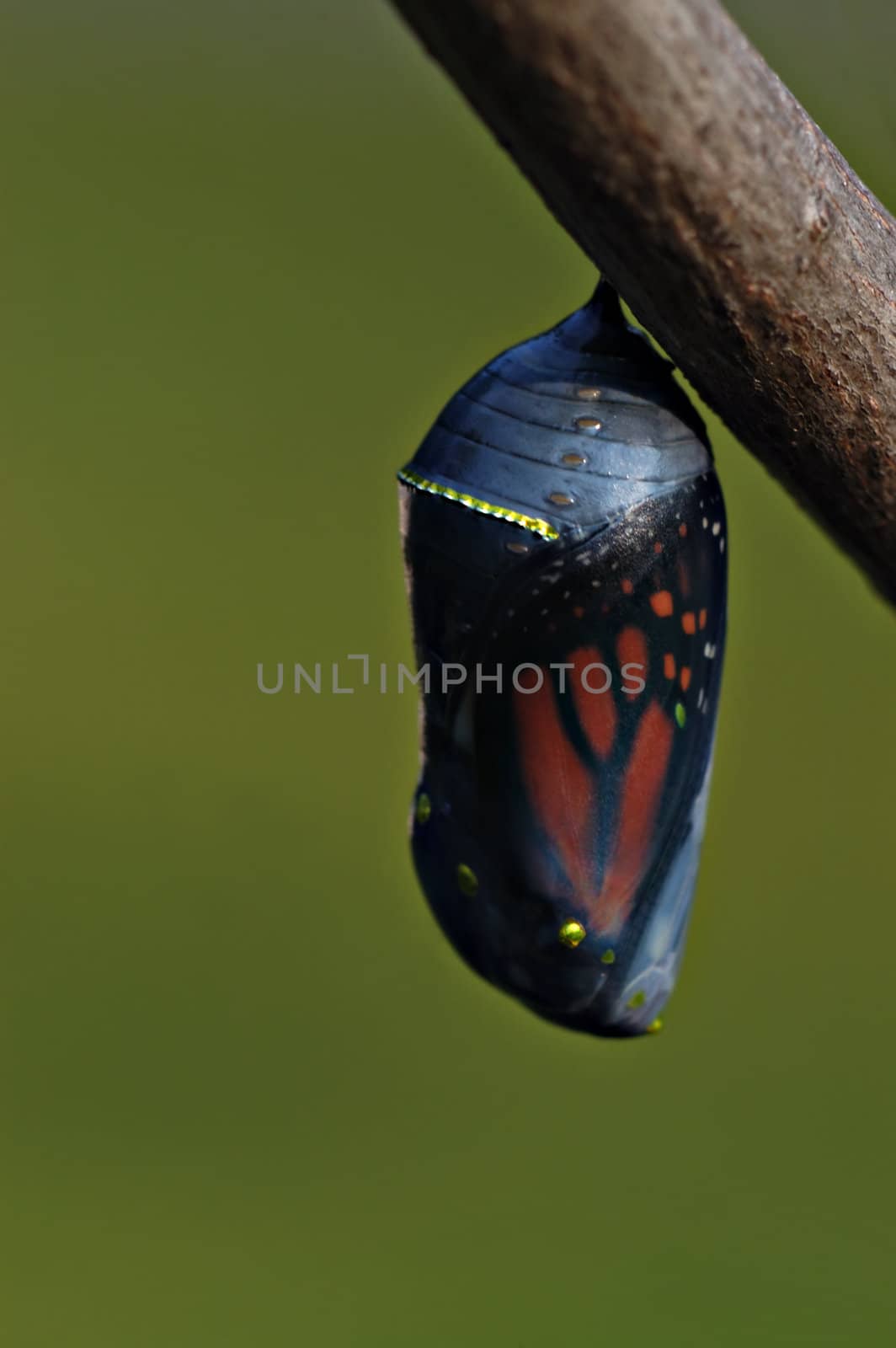 The beautiful monarch butterfly chrysalis hangs from a tree branch. This one is close to hatching and the butterfly can be seen in it's cacoon.