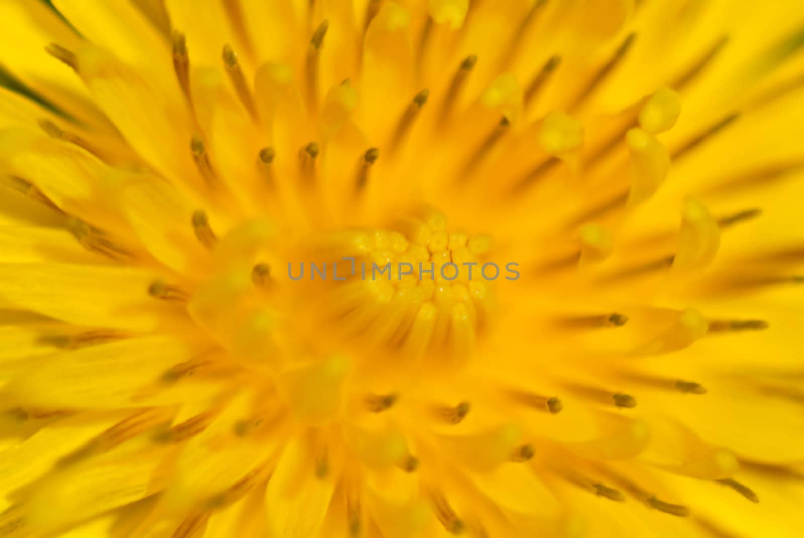 An extreme macro of the center of a dandelion. This image is intended to be a soft focus abstract so as to be a beautiful background without being too distracting and busy.