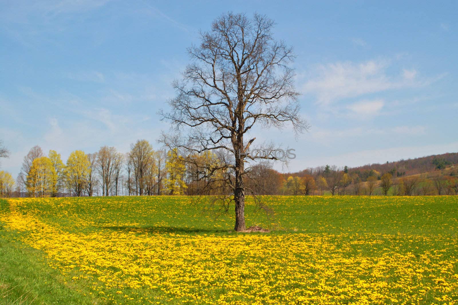 A lone oak stands tall & proud before it's leaves bud out-surrounded by bright yellow dandelions in this springtime scenic shot.