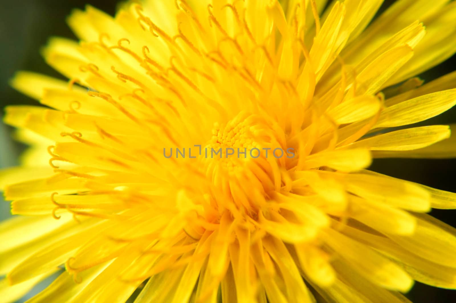 The delicate detail of a dandelion in macro. 