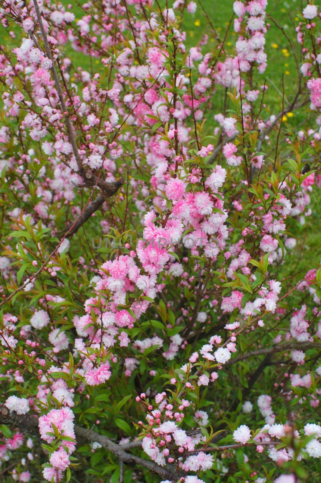 The delicate & fragile tiny blooms of a pink flowering almond-macro. 