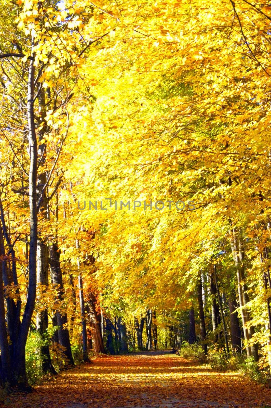 Beautiful golden leaves and trees lined pathway