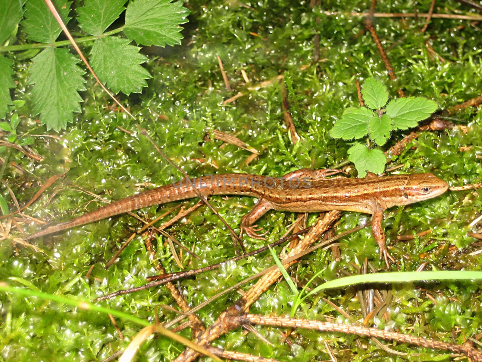 Brown lizard with long tail