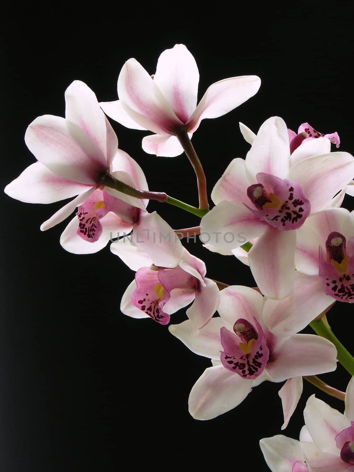 pink orchid by RAIMA