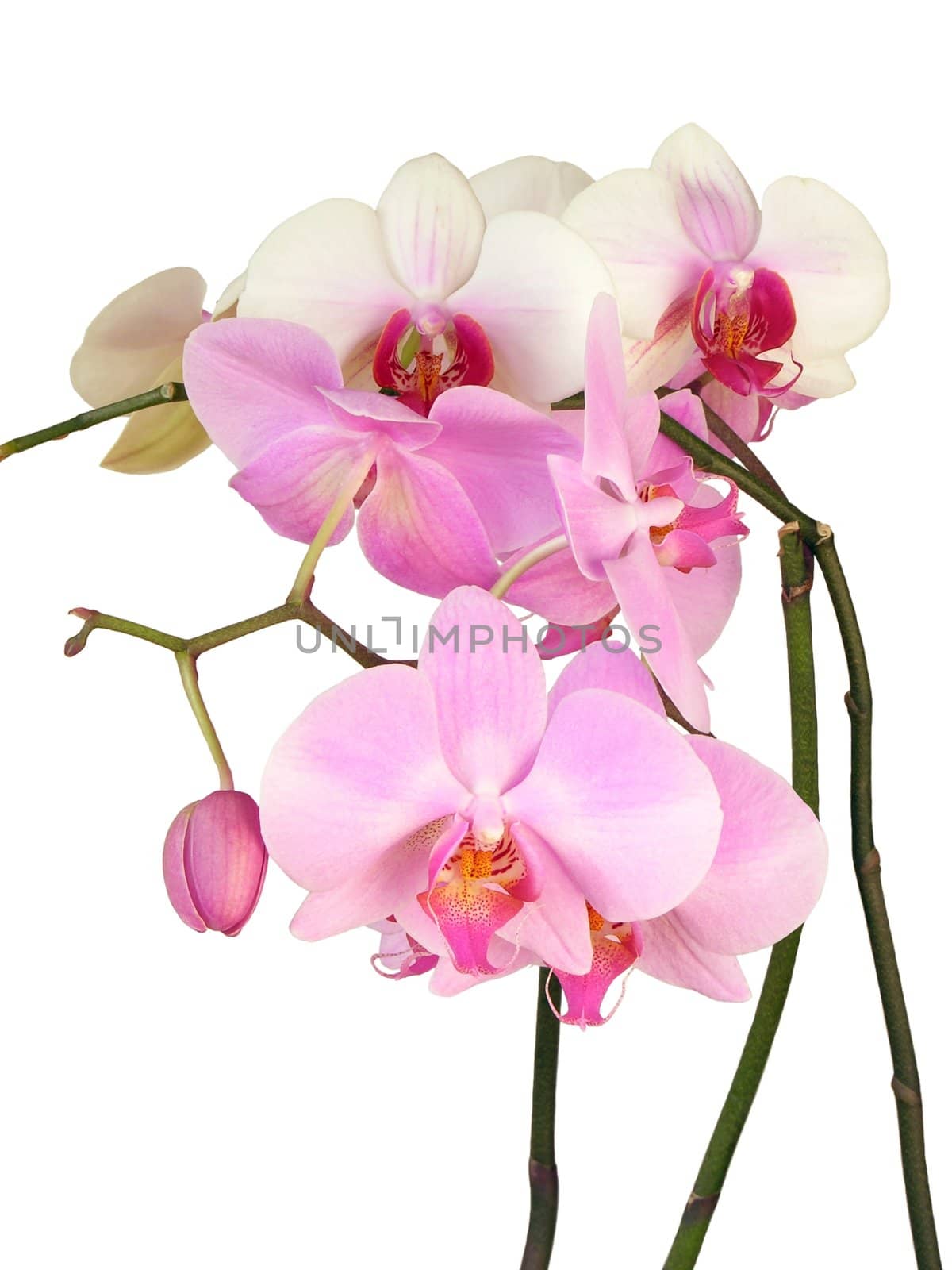 rich and pretty pink orchid flowers by RAIMA