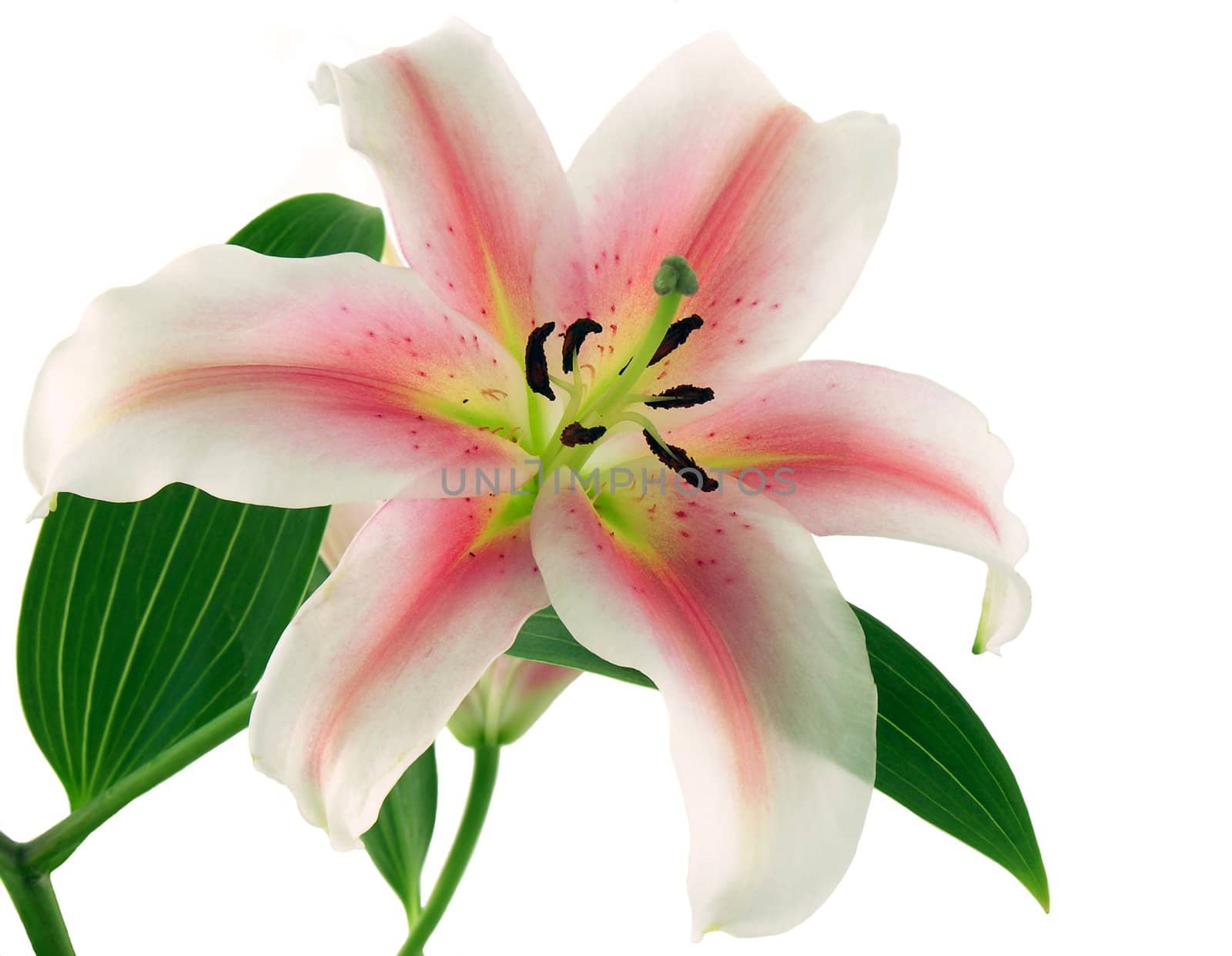 pink lily flower by RAIMA