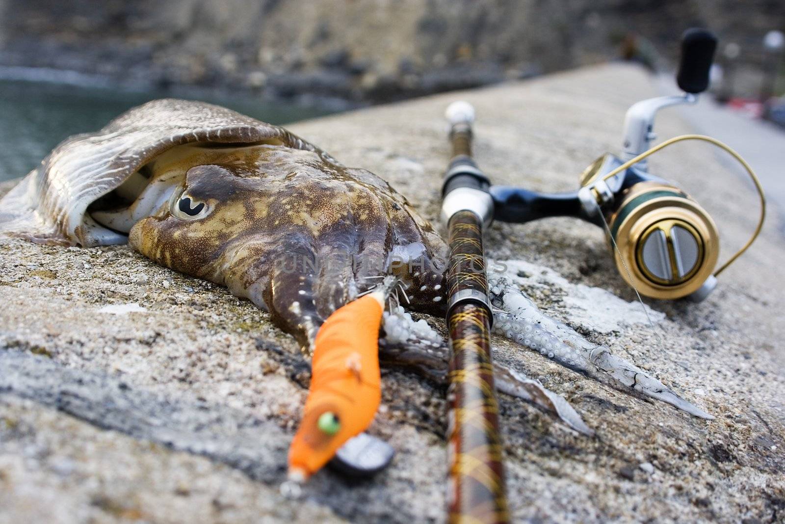 cuttlefish animal marine life fishing with a color lure