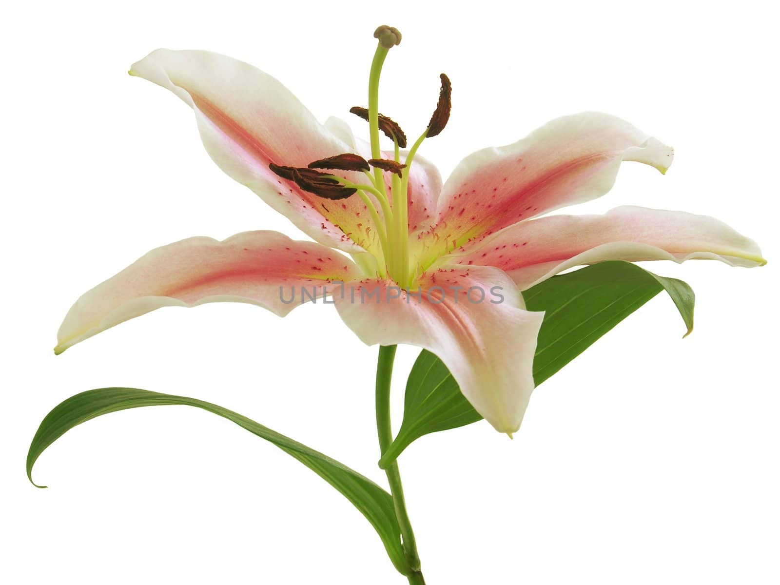 pink lily by RAIMA