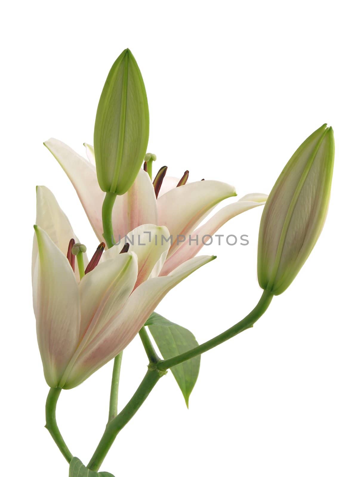 buds of pink lily by RAIMA