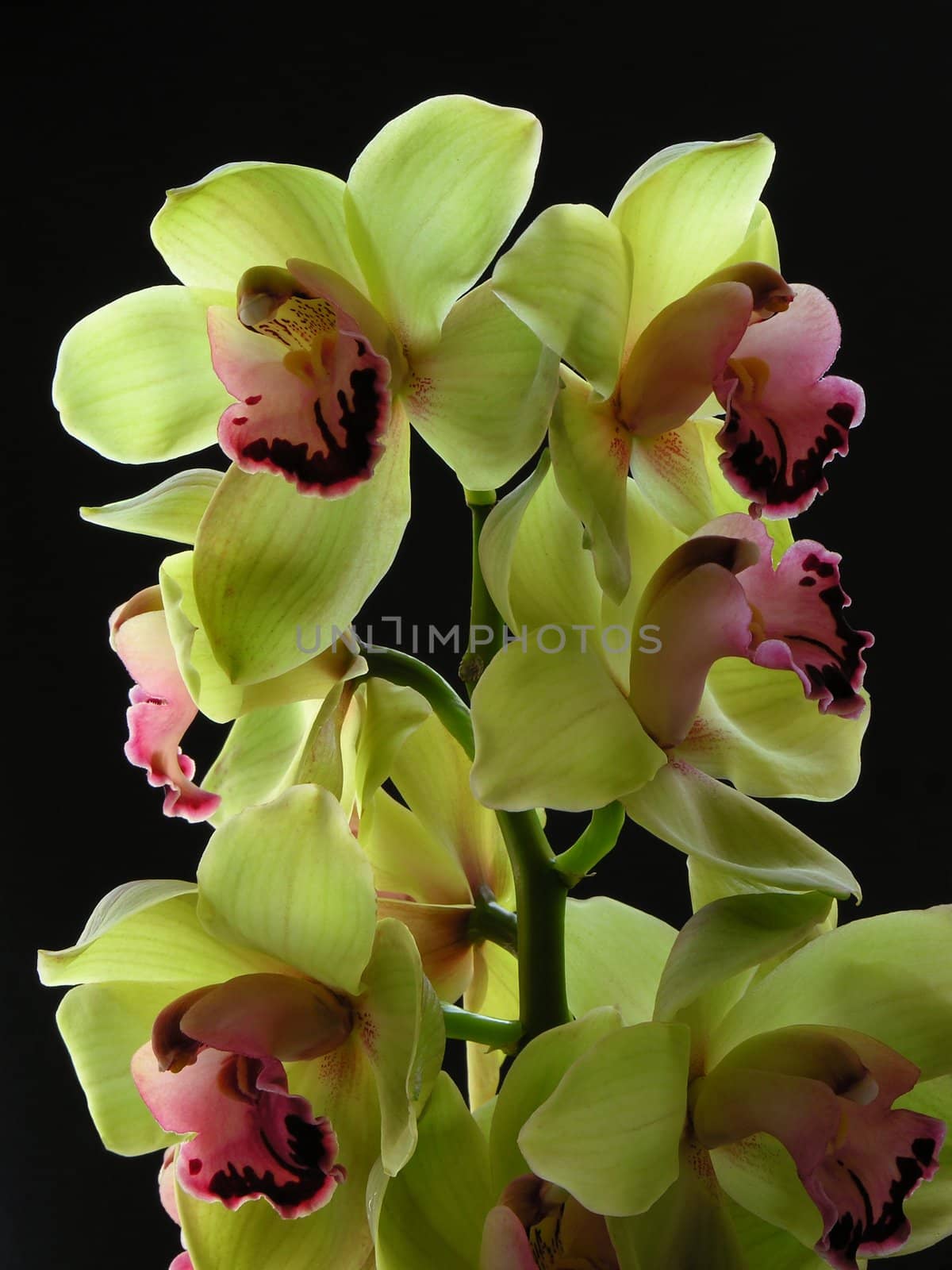 yellow orchid onblack background by RAIMA