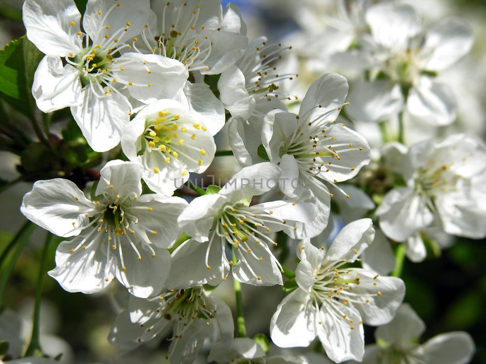 cherry tree with white pretty flowers by RAIMA