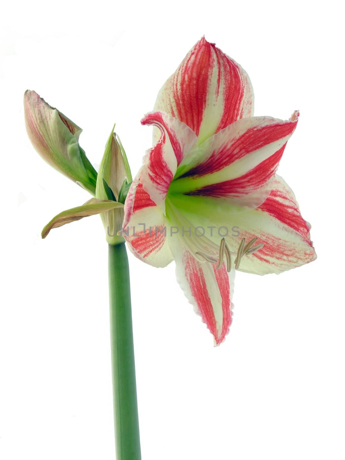 amarillis flower