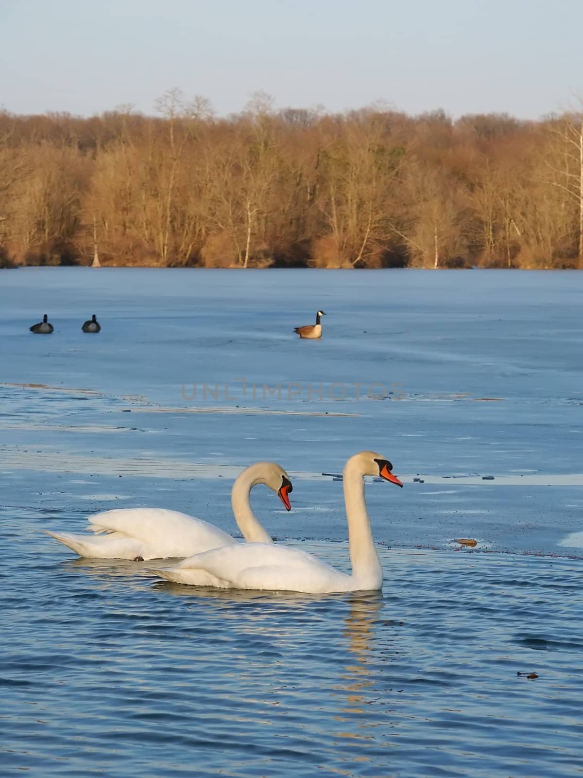 Mute Swan (Cygnus olor) - Illinois by Wirepec