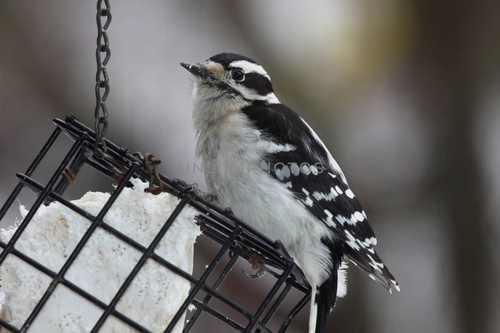 Downy Woodpecker Eating Suet
 by ca2hill