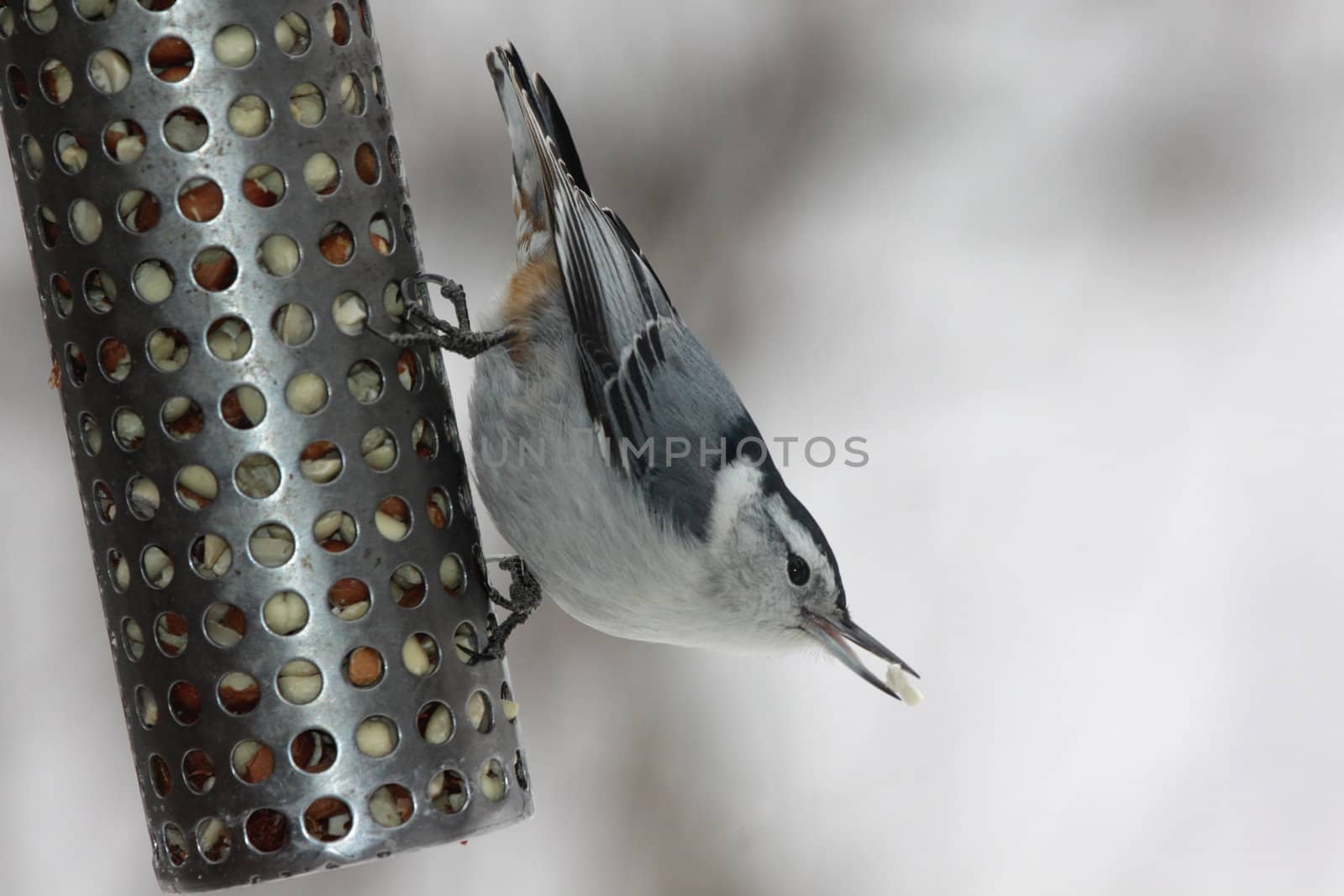 A feeding white-breasted nuthatch (sitta carolinensis) with a piece of peanut in it's beak.
