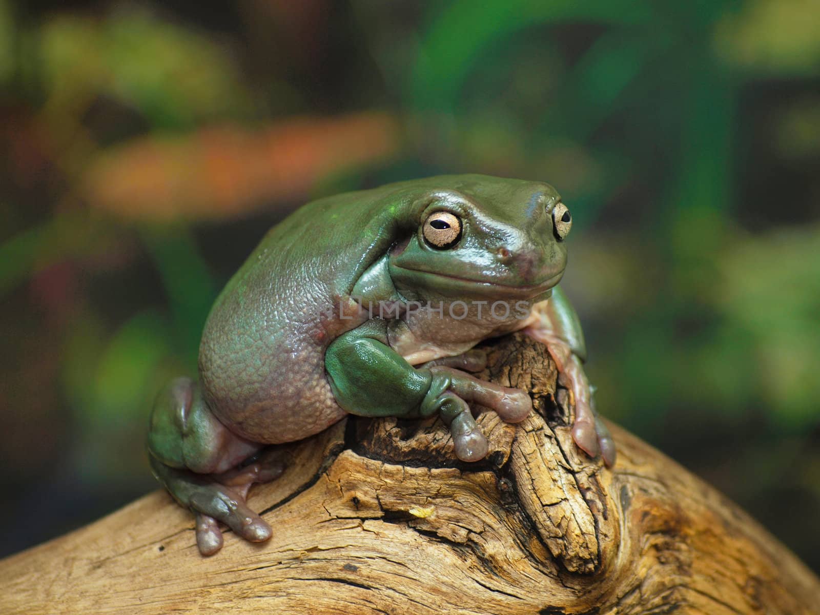 White's Dumpy Tree Frog on a branch