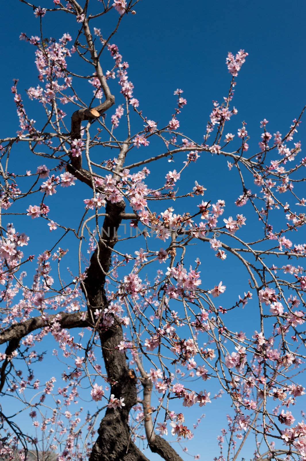 Dry branch of an old almond tree flowering