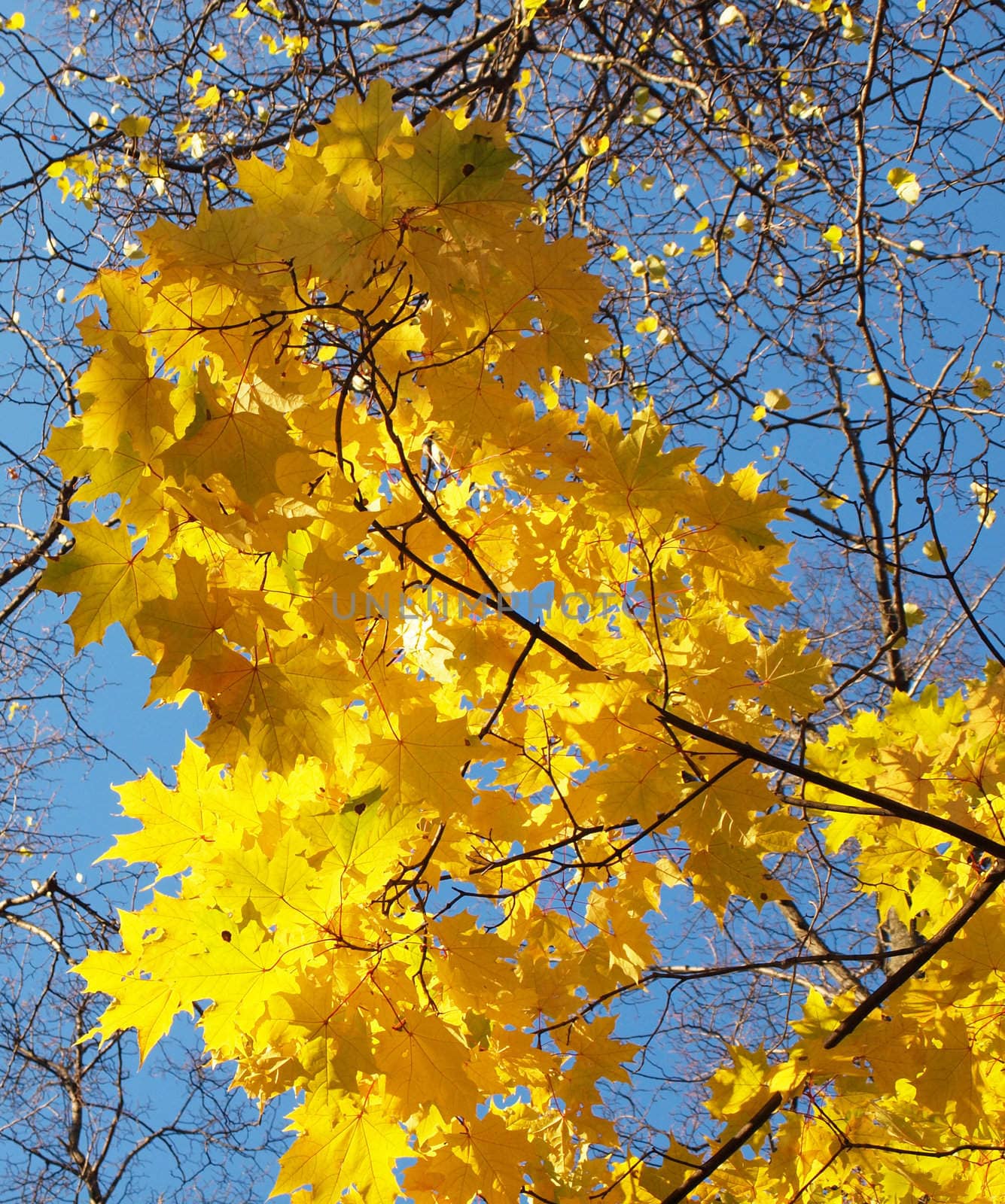 Maple in the autumn in park  by Enskanto