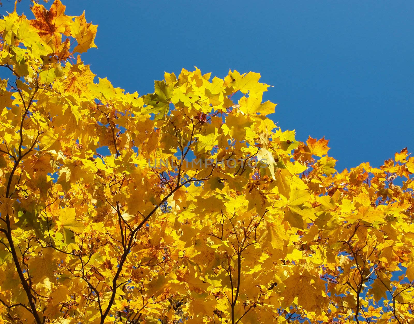 Maple in the autumn in park 