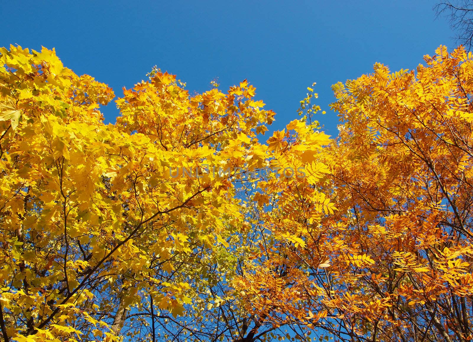 Maple in the autumn in park 