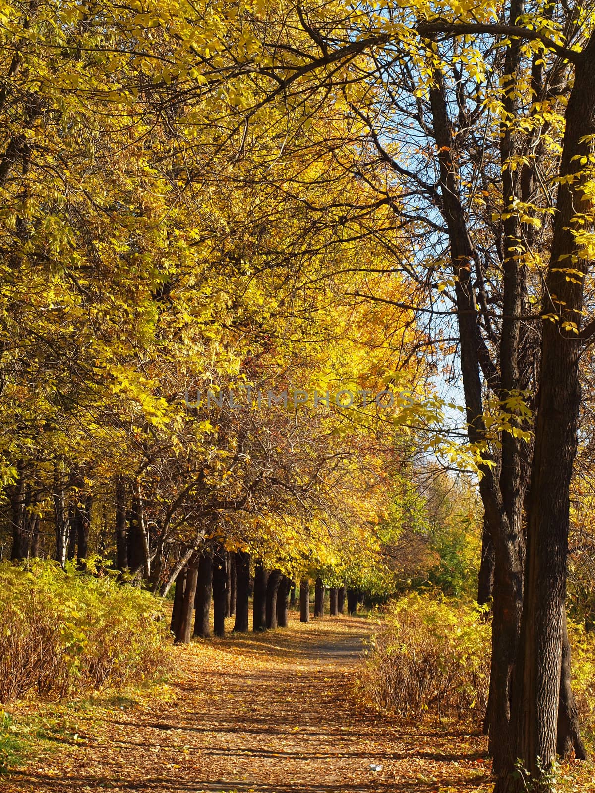 Park in the fall 