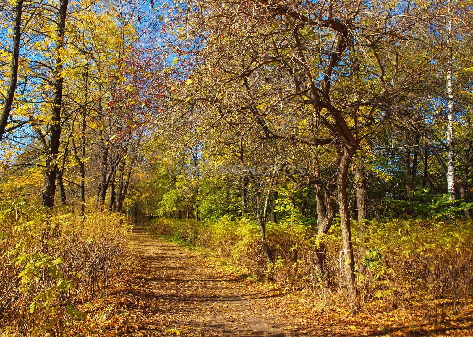 Park in the fall 