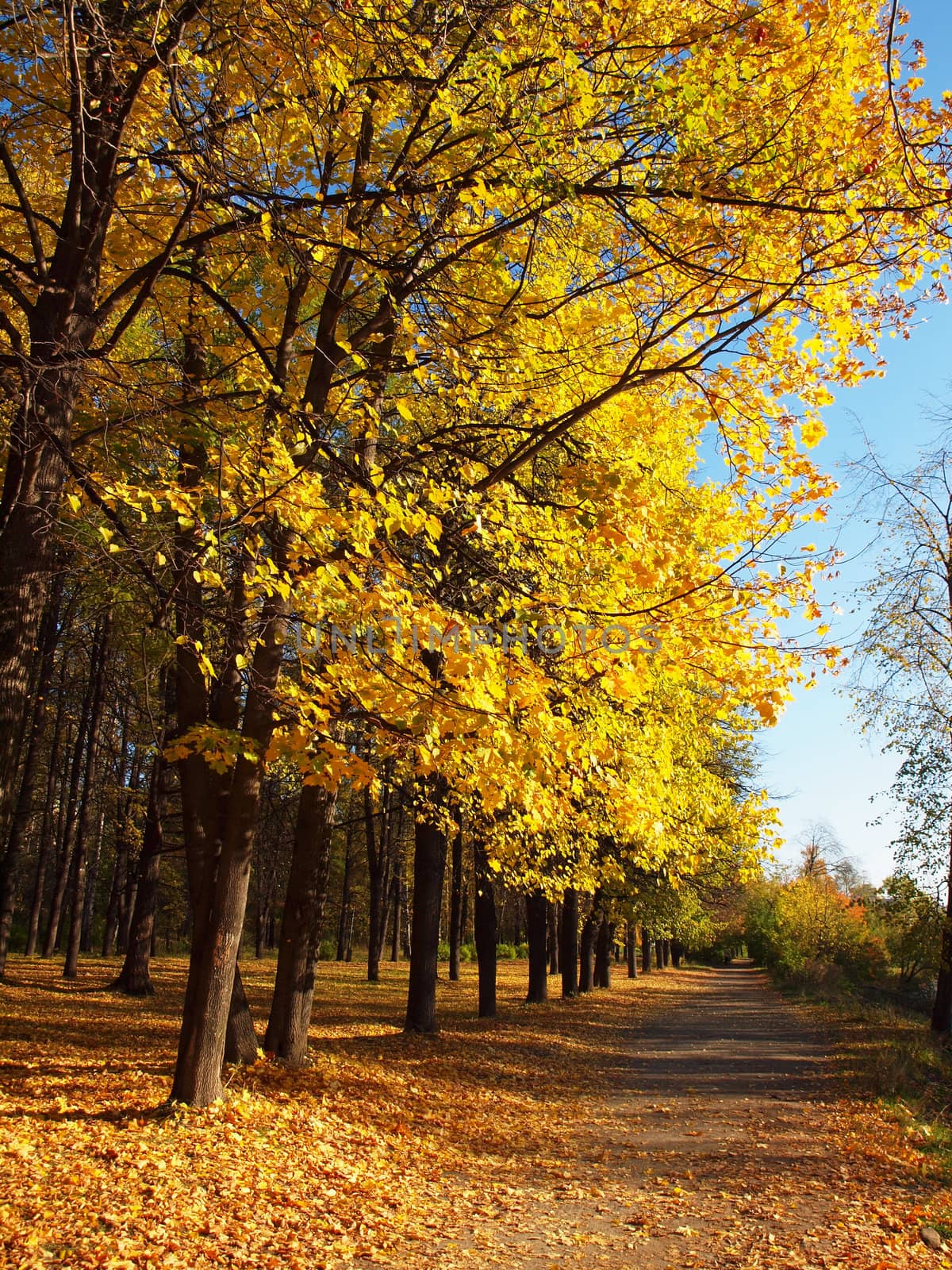 Park in the fall 