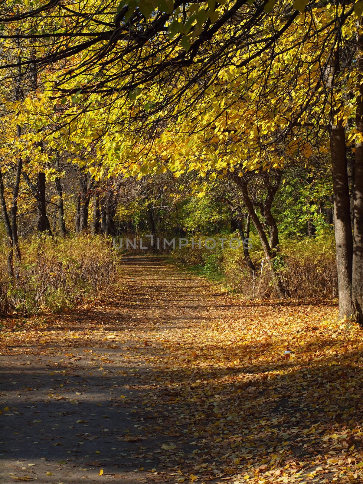Park in the fall 