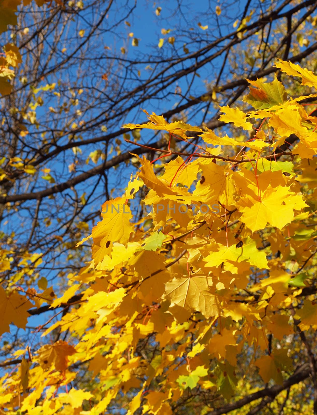 Maple in the autumn in park  by Enskanto