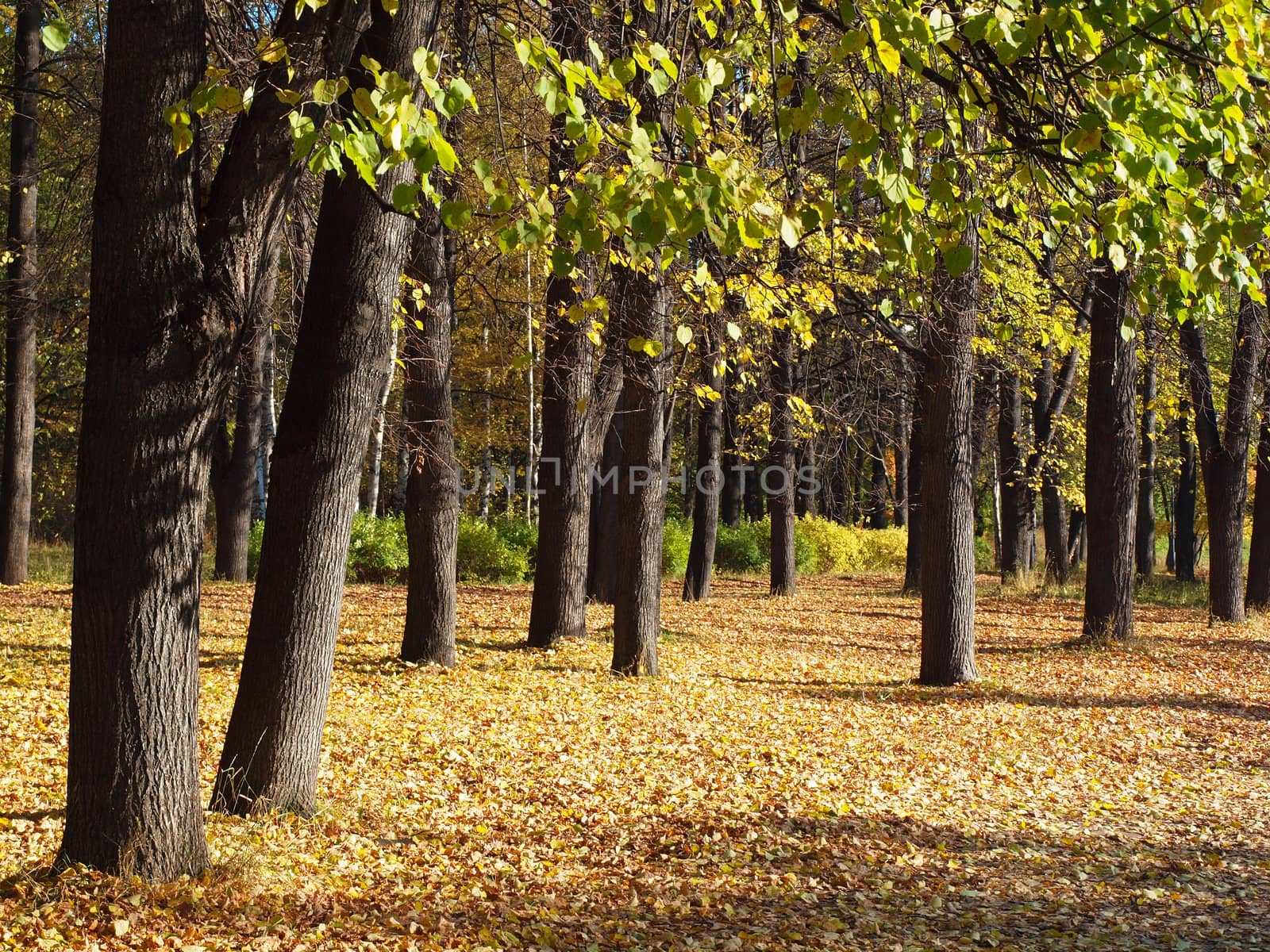 Park in the fall 