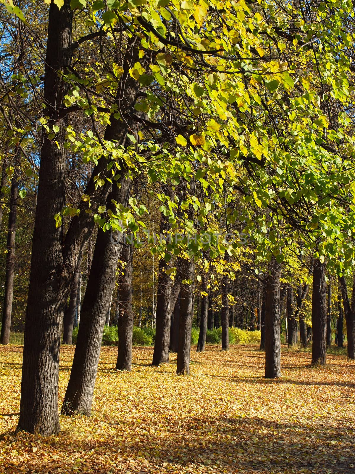 Park in the fall 