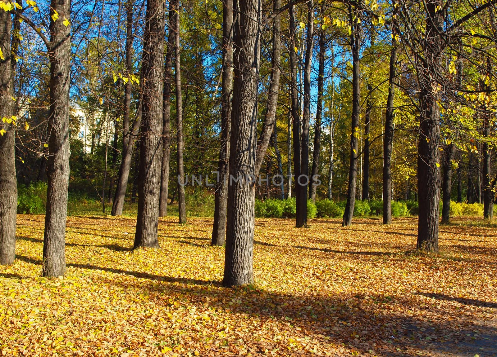 Park in the fall 