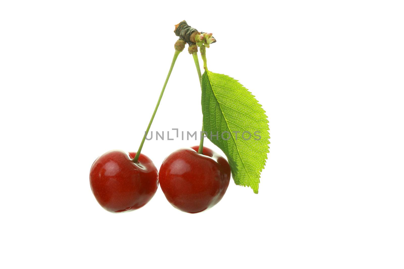 Two cherries isolated on white background