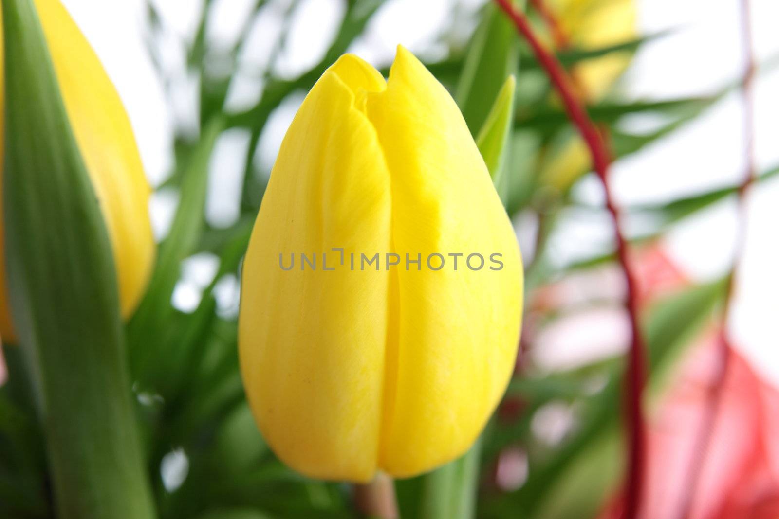 Yellow tulips bouquet by BDS